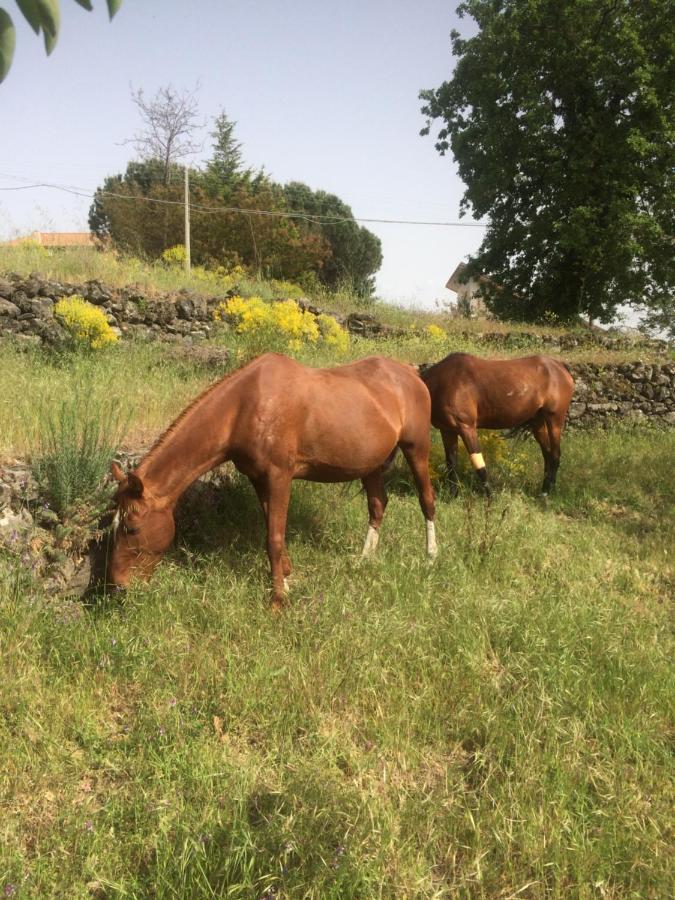 라갈나 Horse House 아파트 외부 사진